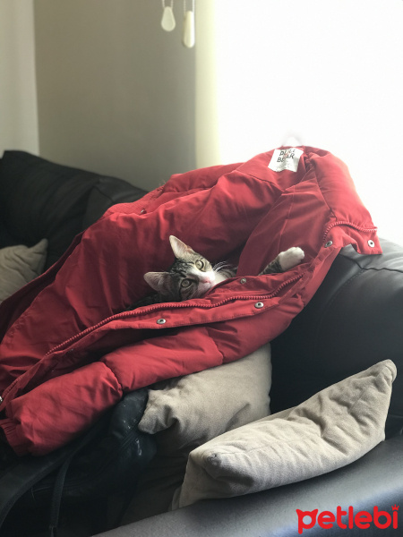 Tekir Kedi, Kedi  Çilek fotoğrafı