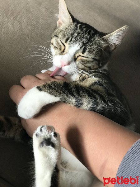 Tekir Kedi, Kedi  Çilek fotoğrafı