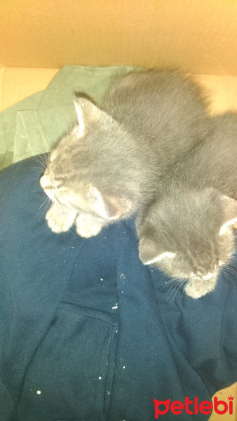 Tekir Kedi, Kedi  Duman fotoğrafı