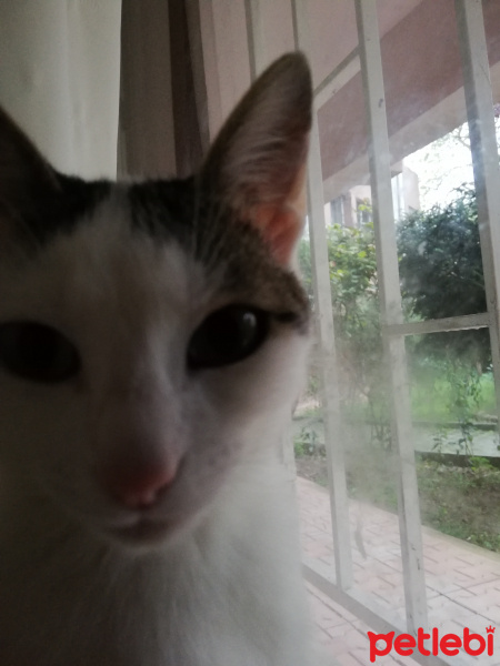 Tekir Kedi, Kedi  Luna fotoğrafı