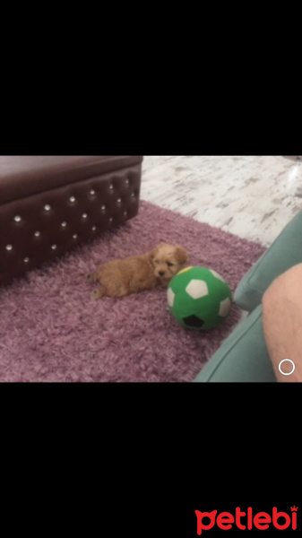 Maltese, Köpek  Denver fotoğrafı