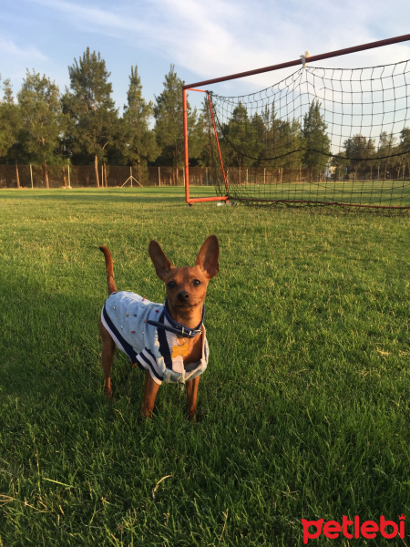 Minyatür Pinscher, Köpek  Lord fotoğrafı