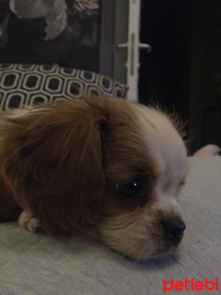 Cavalier King Charles Spanieli, Köpek  Lily fotoğrafı