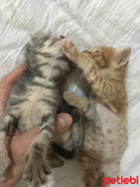 Tekir Kedi, Kedi  iki küçük yavrumuz var, acil sahip lazım. fotoğrafı