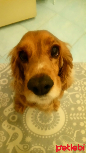 Amerikan Cocker Spaniel, Köpek  LADY fotoğrafı
