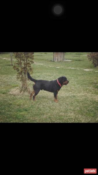Rottweiler, Köpek  Thor fotoğrafı