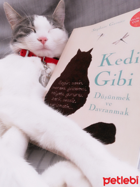 Tekir Kedi, Kedi  Lina fotoğrafı