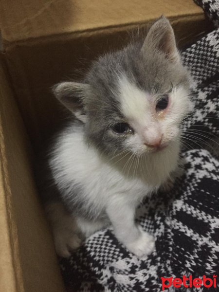 Tekir Kedi, Kedi  Lina fotoğrafı