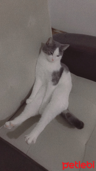 Tekir Kedi, Kedi  Lina fotoğrafı