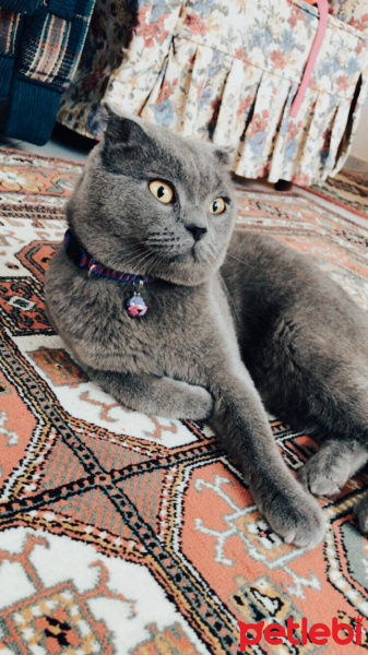 Scottish Fold, Kedi  Duman fotoğrafı