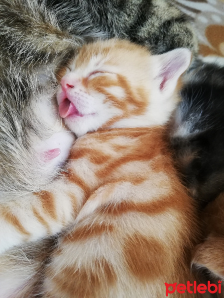 Tekir Kedi, Kedi  Yavru kedi fotoğrafı