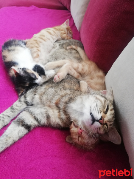 Tekir Kedi, Kedi  Yavru kedi fotoğrafı