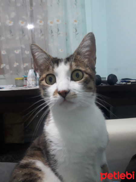 Soke, Kedi  Minik fotoğrafı