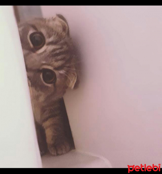 Scottish Fold, Kedi  molly fotoğrafı
