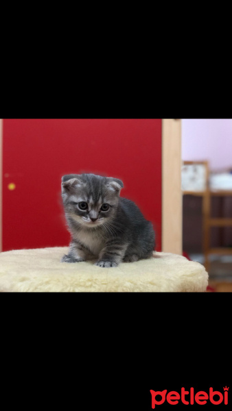 Scottish Fold, Kedi  molly fotoğrafı