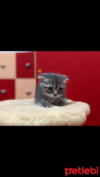 Scottish Fold, Kedi  molly fotoğrafı