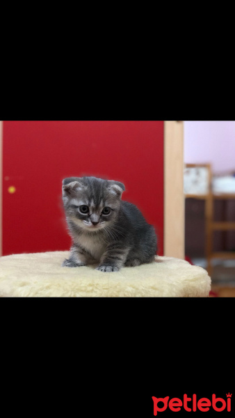 Scottish Fold, Kedi  molly fotoğrafı
