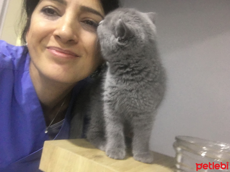 British Shorthair, Kedi  Çokomel fotoğrafı