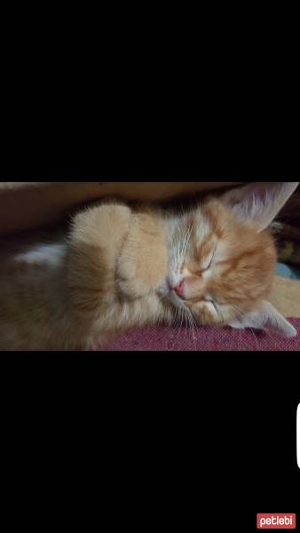 Tekir Kedi, Kedi  güneş  fotoğrafı