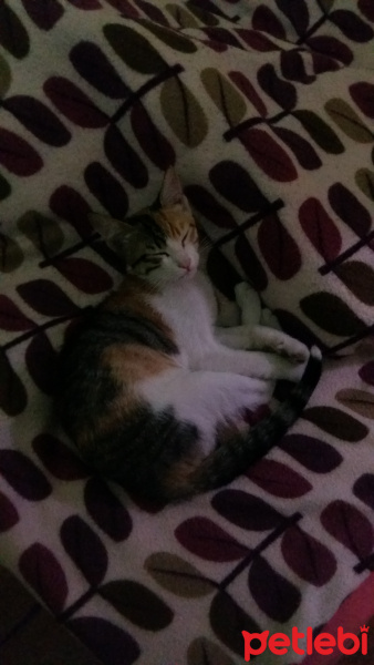 Tekir Kedi, Kedi  Mona fotoğrafı