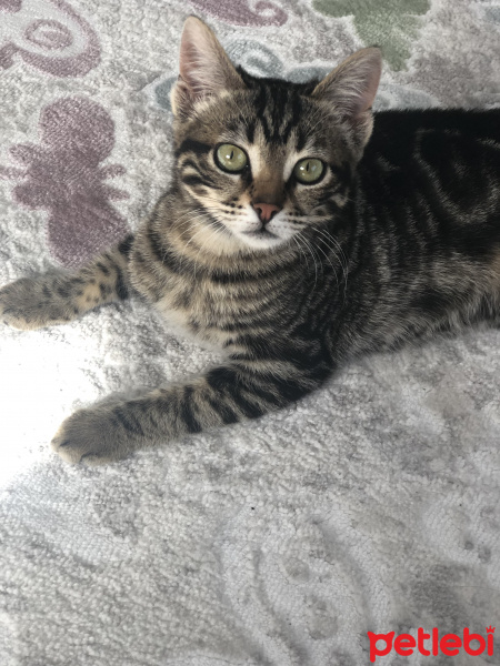 Tekir Kedi, Kedi  Zilli fotoğrafı