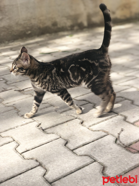 Tekir Kedi, Kedi  Zilli fotoğrafı