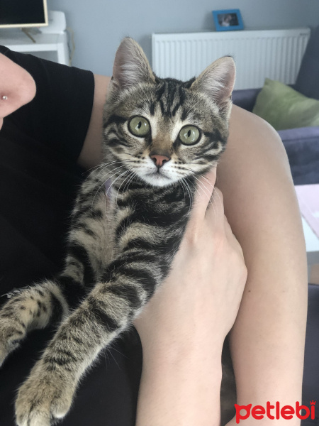 Tekir Kedi, Kedi  Zilli fotoğrafı
