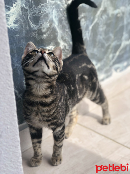Tekir Kedi, Kedi  Zilli fotoğrafı