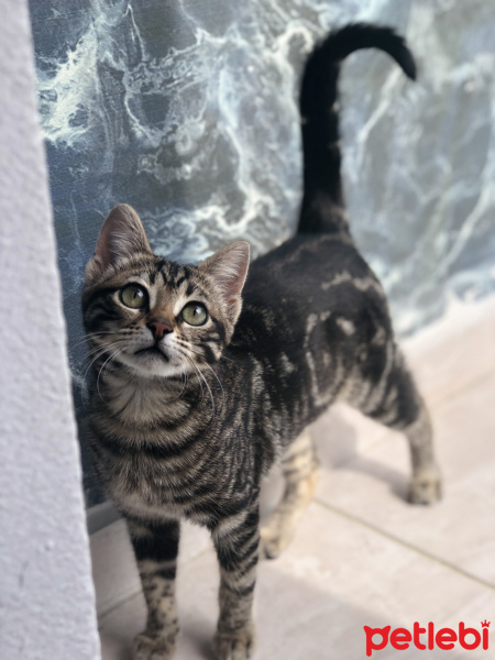 Tekir Kedi, Kedi  Zilli fotoğrafı