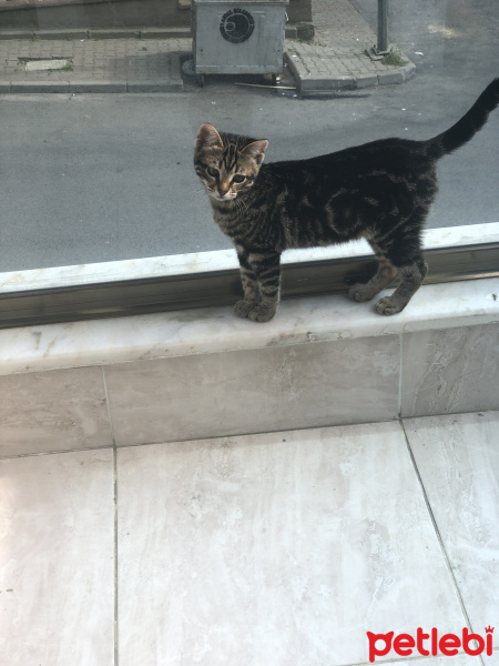 Tekir Kedi, Kedi  Zilli fotoğrafı