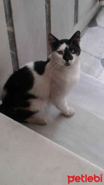 Soke, Kedi  Prens fotoğrafı