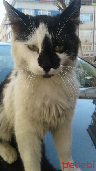 Soke, Kedi  Prens fotoğrafı