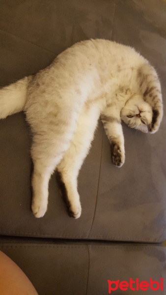 Scottish Fold, Kedi  Misha fotoğrafı