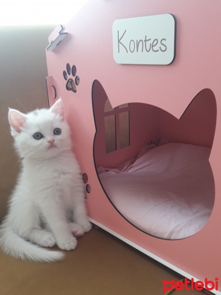 British Shorthair, Kedi  Kontes fotoğrafı