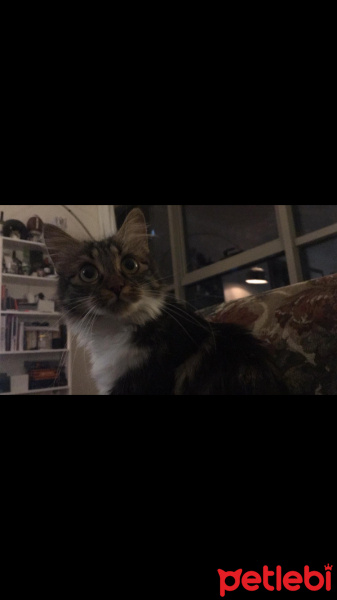 Tekir Kedi, Kedi  Sincap fotoğrafı