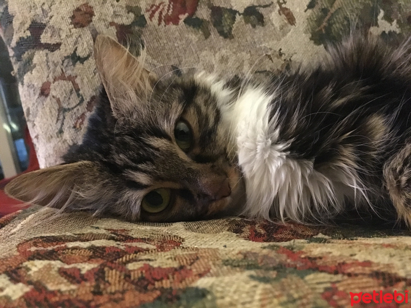 Tekir Kedi, Kedi  Sincap fotoğrafı