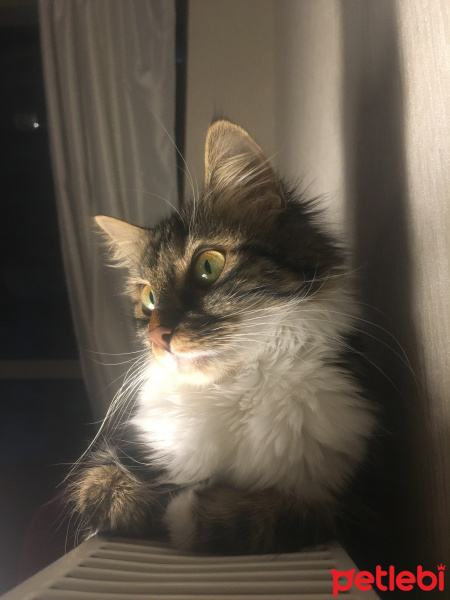 Tekir Kedi, Kedi  Sincap fotoğrafı