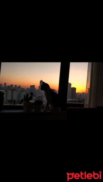 Tekir Kedi, Kedi  Vida fotoğrafı