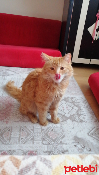 Sarman, Kedi  Lion fotoğrafı