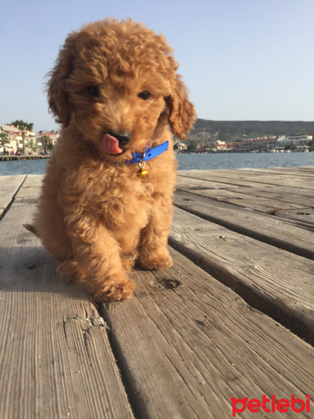 Poodle (Minyatür Kaniş), Köpek  Herkül fotoğrafı