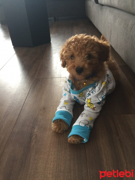 Poodle (Minyatür Kaniş), Köpek  Herkül fotoğrafı