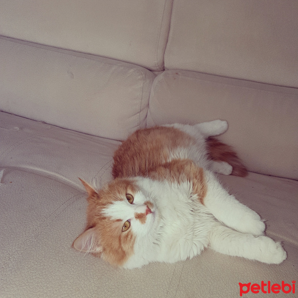 Tekir Kedi, Kedi  Murçik fotoğrafı