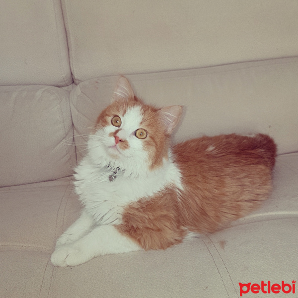 Tekir Kedi, Kedi  Murçik fotoğrafı