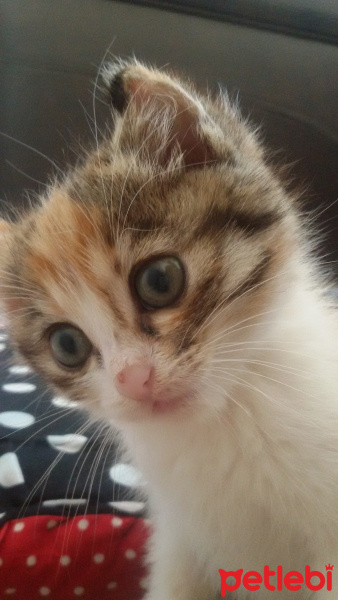 Tekir Kedi, Kedi  Angel fotoğrafı