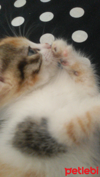 Tekir Kedi, Kedi  Angel fotoğrafı