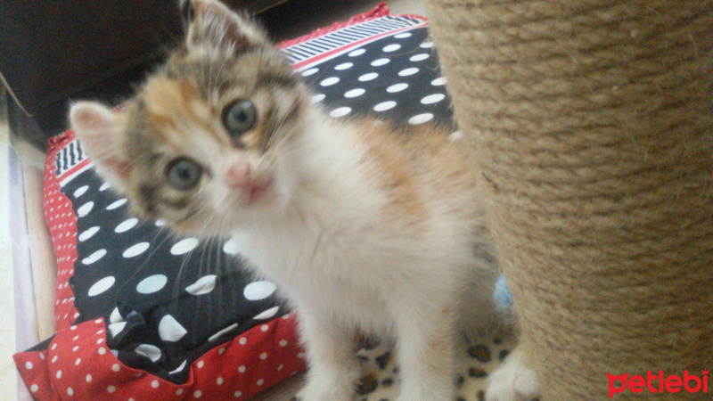 Tekir Kedi, Kedi  Angel fotoğrafı