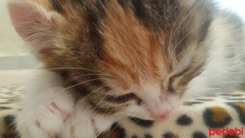 Tekir Kedi, Kedi  Angel fotoğrafı