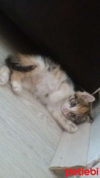 Tekir Kedi, Kedi  Angel fotoğrafı