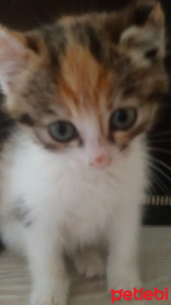 Tekir Kedi, Kedi  Angel fotoğrafı