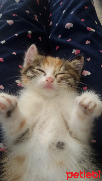 Tekir Kedi, Kedi  Angel fotoğrafı